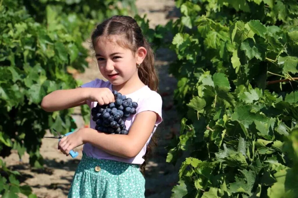 cimin uzumunde hasat zamani Is4C5eFK