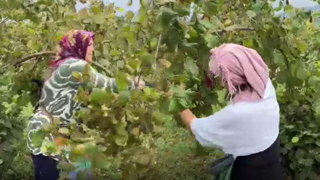 orduda findik hasadi basladi YUaVRhIl