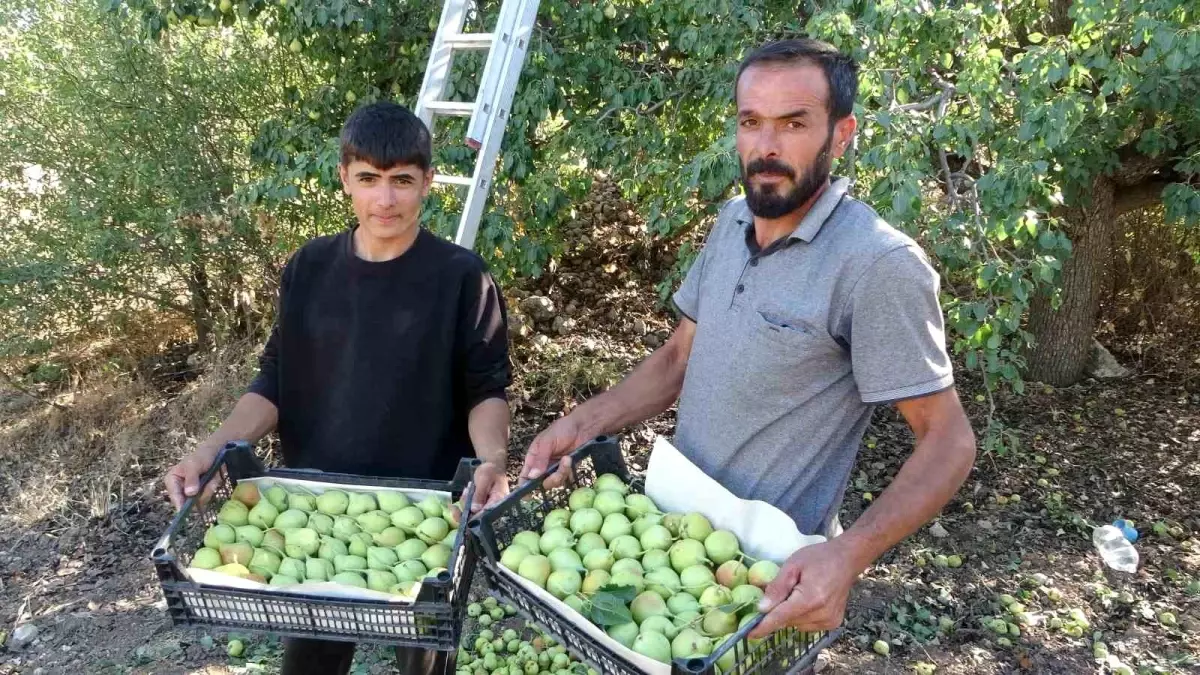 malatyada akcadag armudu hasadi basladi W4BWIfef