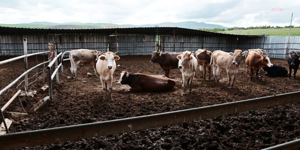 sap krizinin faturasini acikladi 5nhp5hcg