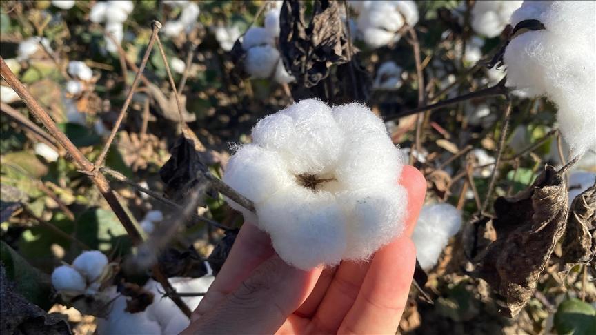 antalyanin pamugu kalitesiyle one cikiyor 4J1qKOaH.jpg