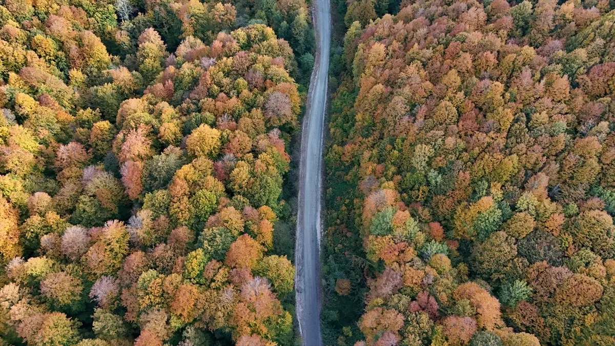 sonbaharda longoz ve istranca ormanlari wvC96LRI.jpg