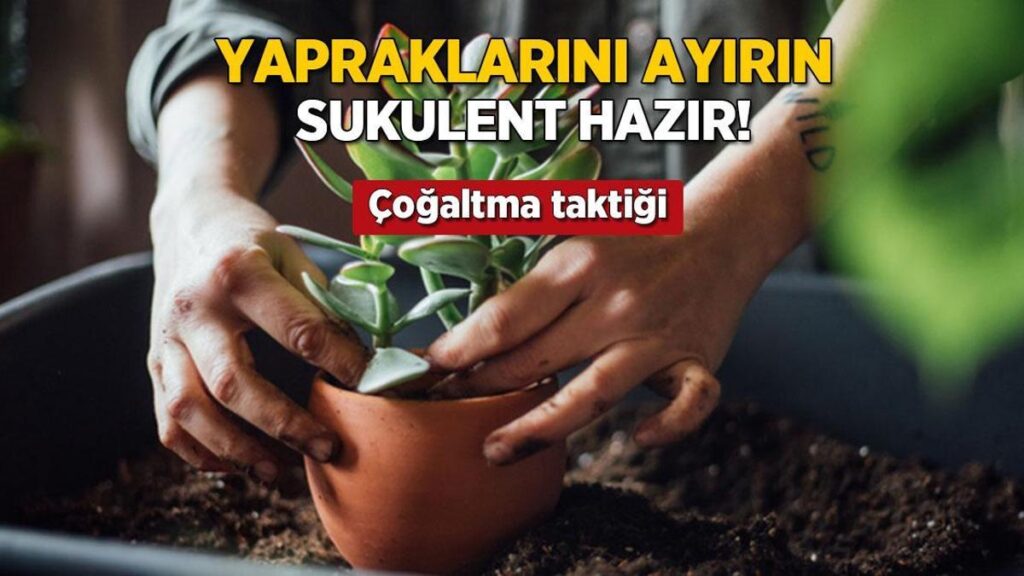 yapraklarini ayirin sukulent cogalsin en kolay yontem buymus FCCWjMty.jpg