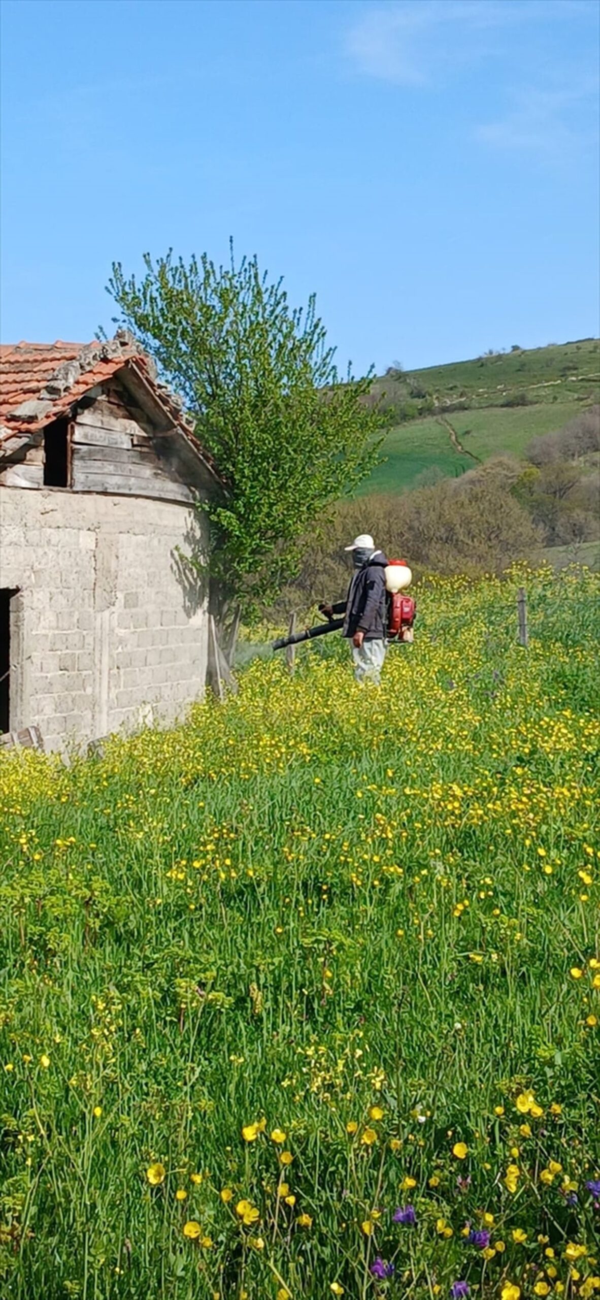 Samsun’da Kahverengi Kokarca ile Etkili Mücadele Çalışmaları