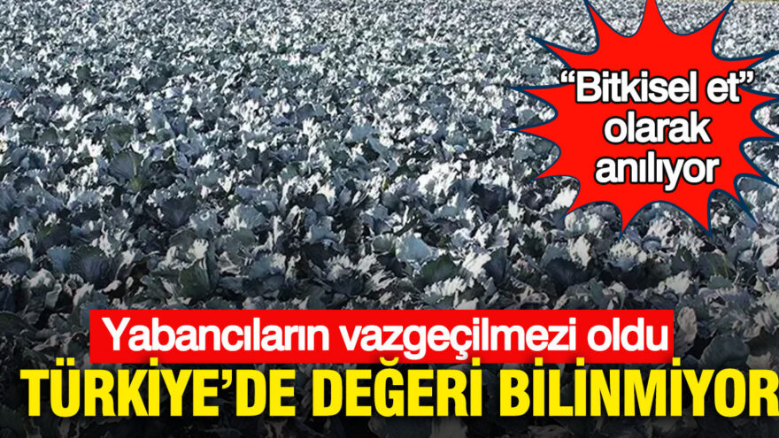 Türkiye’nin Gizli Lezzeti: Kara Lahana, Yabancıların Favorisi “Bitkisel Et”