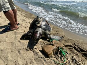 İzmir'de yüzgecine parke taşı bağlanan deniz kaplumbağası ölü bulundu